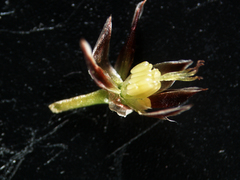 Luzula rufescens