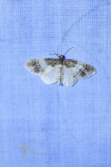 Hydrelia lucata