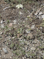 Perideridia bolanderi