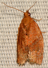 Clepsis consimilana