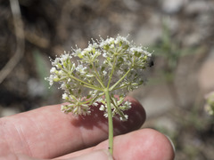 Perideridia bolanderi