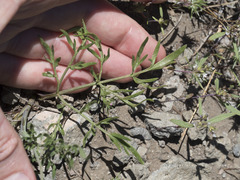 Perideridia bolanderi