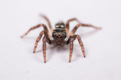 Anasaitis canosa