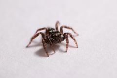 Anasaitis canosa