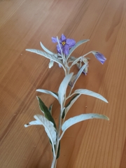 Solanum elaeagnifolium