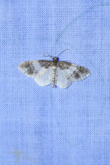 Hydrelia lucata