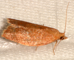 Clepsis consimilana
