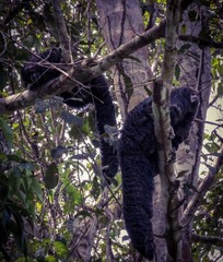 Pithecia milleri