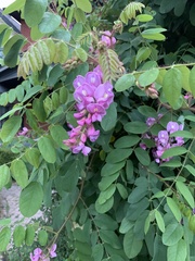 Robinia hispida