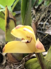 Maxillaria porrecta