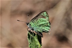 Callophrys affinis