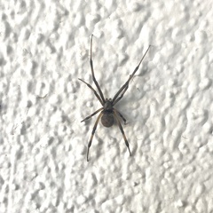 Latrodectus geometricus