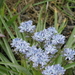 Hyacinthoides italica - Photo (c) Anne, μερικά δικαιώματα διατηρούνται (CC BY-NC-ND)