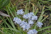 Italian Bluebell - Photo (c) Anne, some rights reserved (CC BY-NC-ND)