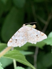 Macaria notata