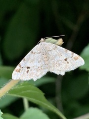 Macaria notata