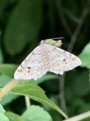 Macaria notata