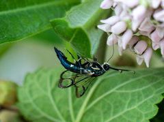 Synanthedon viburni