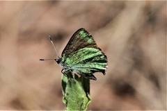 Callophrys affinis
