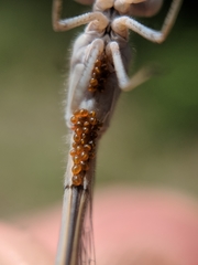 Arrenurus