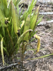 Pleurothallis dibolia