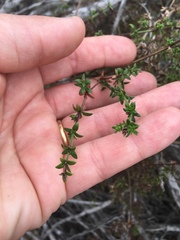 Galium nuttallii nuttallii