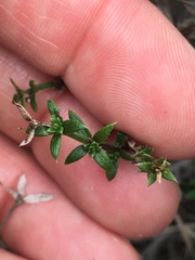 Galium nuttallii nuttallii