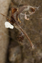 Parasteatoda tabulata