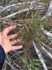 Galium nuttallii nuttallii