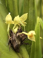Pleurothallis dibolia