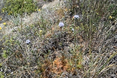 Gilia capitata capitata