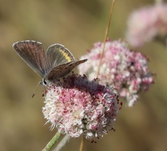 Euphilotes enoptes bayensis