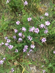 Astragalus laxmannii robustior