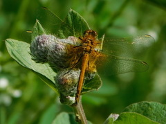Sympetrum flaveolum