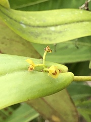 Pleurothallis dibolia