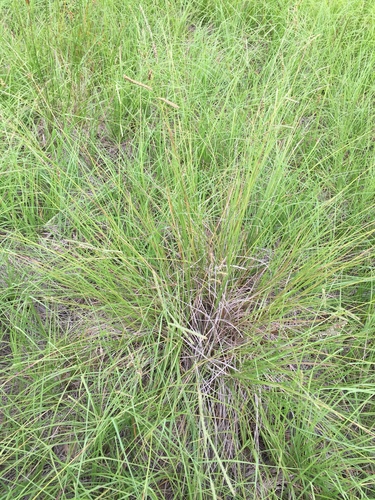 Paspalum plicatulum