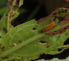 Galerucella calmariensis
