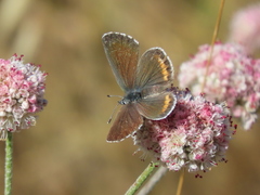 Euphilotes enoptes bayensis