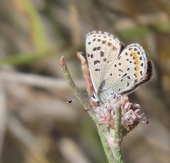 Euphilotes enoptes bayensis