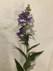 Campanula trachelium