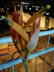 Heliconia psittacorum