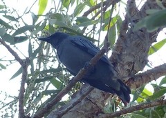 Edolisoma tenuirostre