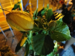 Hibiscus rosa-sinensis