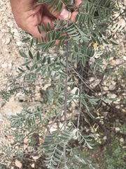 Indigofera lindheimeriana