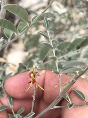 Indigofera lindheimeriana