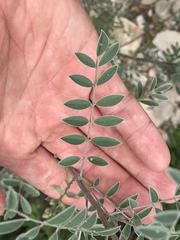 Indigofera lindheimeriana