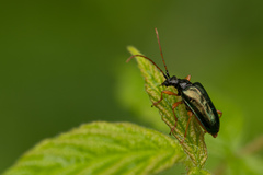 Rhagiini