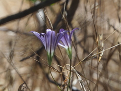 Brodiaea elegans