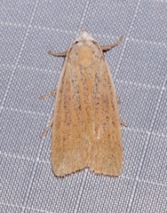 Palpidia pallidior
