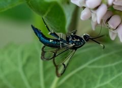 Synanthedon viburni